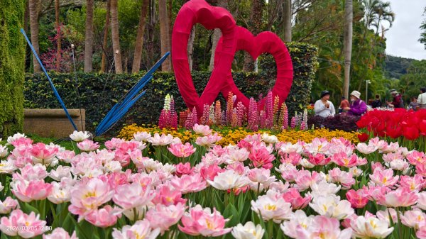 #士林官邸 #鬱金香 #碧山巖 #椿寒櫻 #國父紀念館 #八重櫻 3/5 #三層崎 #嗄嘮別 3/63010395