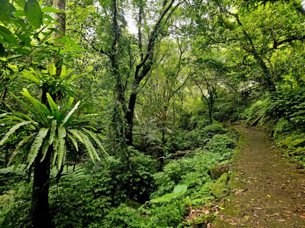 (五分山系)平溪小黃山-2025微笑山線大縱走尋寶集章任務2855284