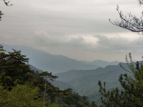 大雪山小神木步道