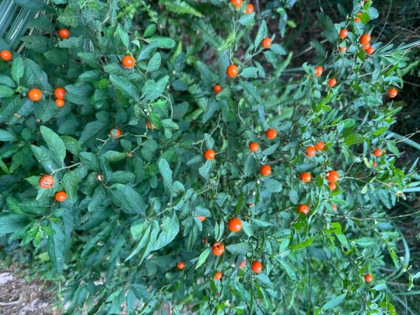 苗栗縣獅潭鄉鳴凰古道O型縱走2803640