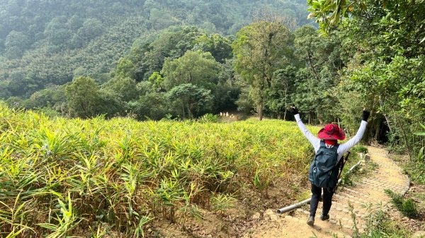 小百岳關刀山889m+銅鑼杭菊1924094