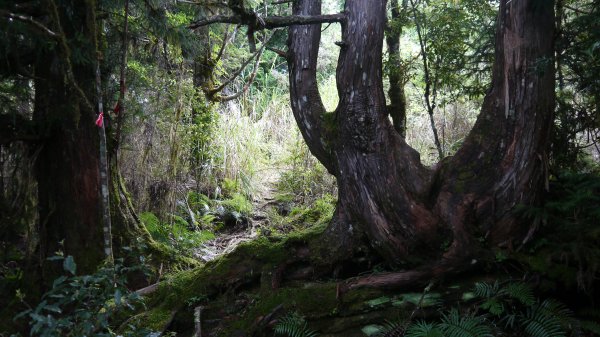 三星山登山健行趣(小百岳85號)1800711