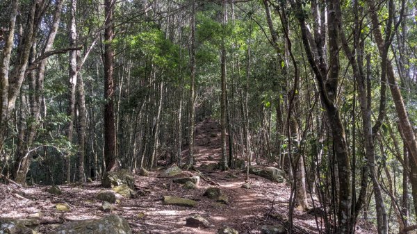 波津加山 (捎來步道上)2037166