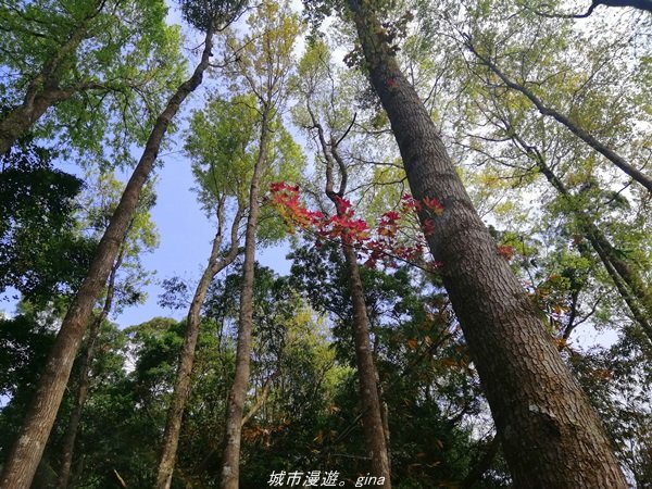 苗栗~山林裡賞優美樹姿~大克山砲台古道1319432