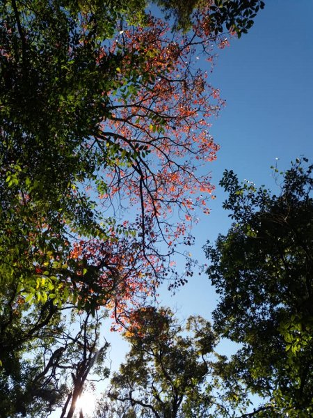 108.12.14台中稍來山（紅榨槭，夕776899