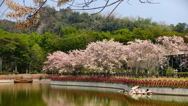 【台灣健行】不負春光：與花旗木在天臺山的相遇3033576