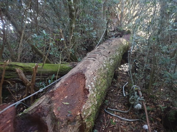 塔曼山玫瑰西魔山原路來回1560863