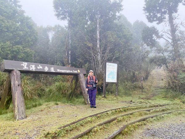 太平山山毛櫸步道與浪漫金黃相遇    2021/11/161519106