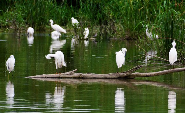 2016年, 九年前, 5, 6月份, 華江雁鴨自然公園2807727