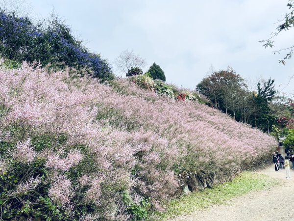 20250224 南投粉紅山丘麝香木秘境2743812