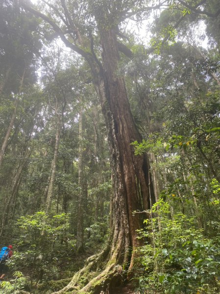 谷關七雄老大 八仙山2189714