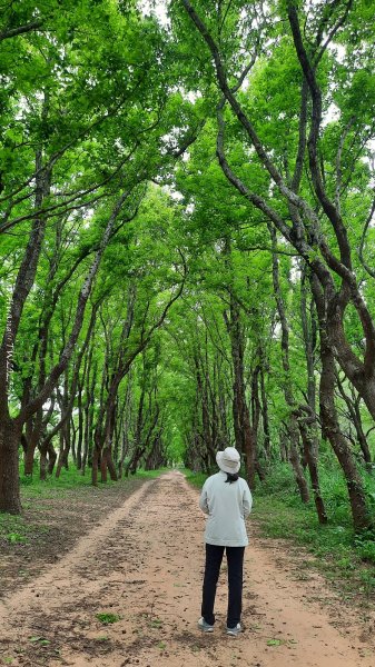 《苗栗》楓香林道｜頭份老崎古道（後花園步道）202503292748864