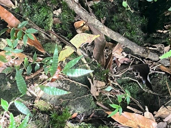 冷水坑-七星山東峰-苗圃2875017