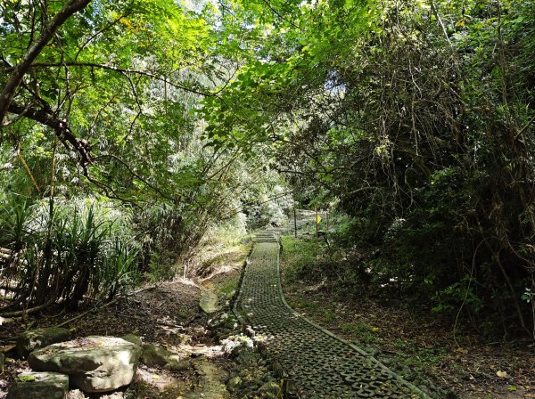 [百山百鳥尋旅-02/15] 2025_0809 社頂自然公園步道2857115