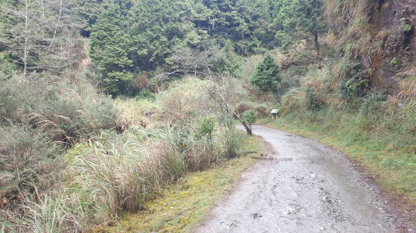 台灣山毛櫸步道1419313