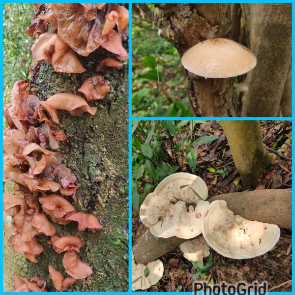 塔魔巴2天1夜來回/復興尖-四稜溫泉3033568