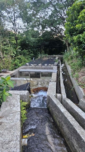 20251007冷水山西峰-三重橋山-挑硫古道-大油坑山前峰-大油坑山2907642