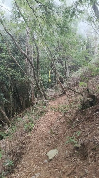 20251010 大雪山國家森林遊樂區 - 船型山林道 登 烏石坑山2911163