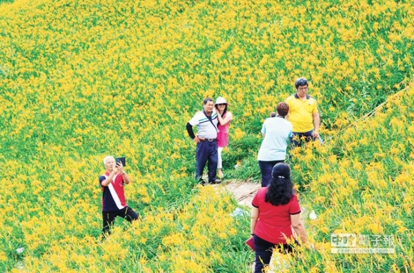 【新聞】太麻里金針花盛開 中秋賞花趣