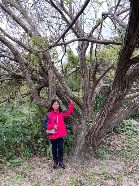 四訪苗栗的花果山-小百岳#037馬那邦山、雪霸國家公園管理處【小百岳集起來、苗栗-臺灣百大必訪步道】2394265