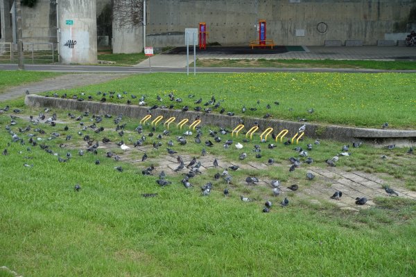 秀朗清溪河濱公園．小碧潭河濱公園1143083