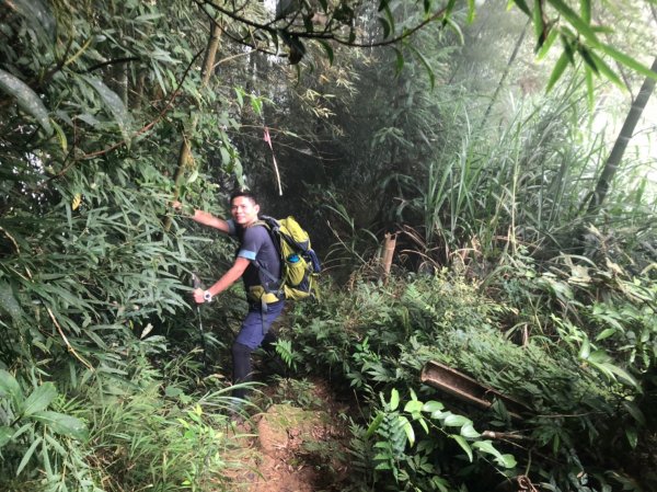 溪頭鳳凰山【過關斬將 登上山巔變鳳凰】1168906