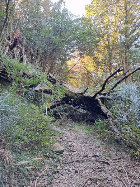 石山+阿毛神木202512112961779