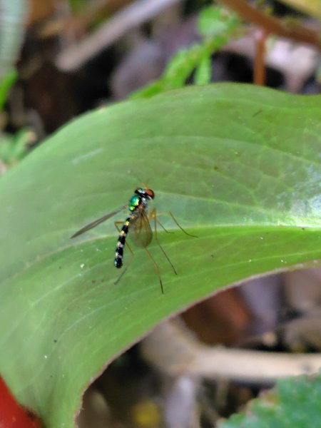 九芎頭步道-雲頂步道-二延平步道-二延平山-茶霧之道2773827