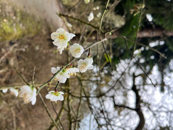 20231214_ 竹子尖山（台南小百岳）2763205