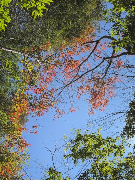 尖石鄉賞楓季-李崠山古堡、秀巒楓景、鎮西堡巨木群2958295