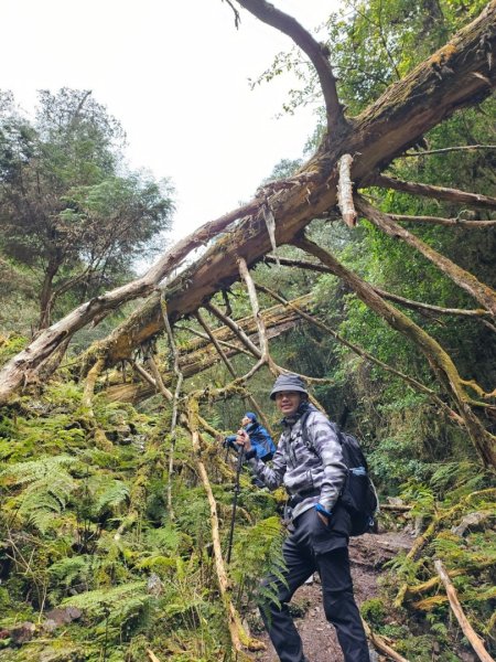 20240314 郡大林道🌲19.5km神木 （🐍水里蛇窯）2453178