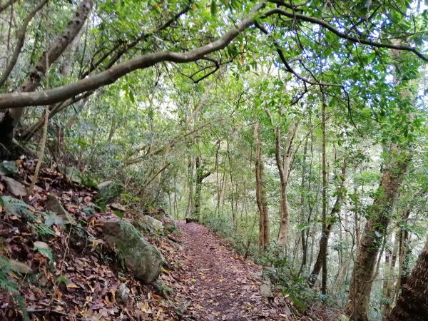 【台中。和平】谷關七雄入門款。 唐麻丹山874511