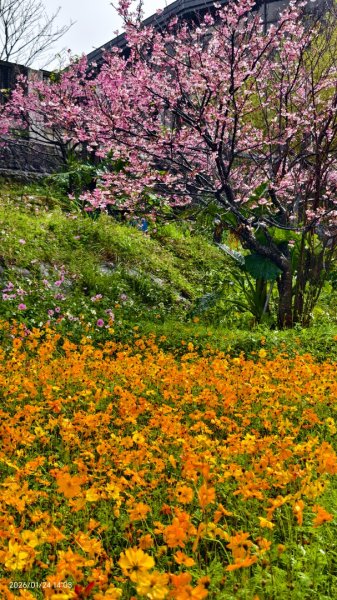 #平菁街 #鵝尾山梯田 #廣佑聖王廟 #寒櫻巷 #夕陽 1/24&252987018