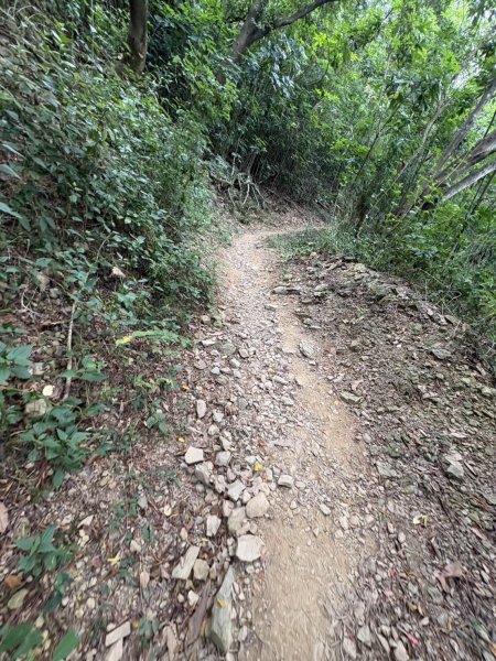 20251109棚集山步道2935238