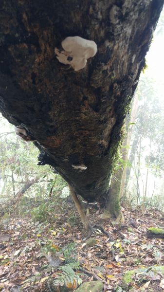 鵝公髻山之花400813