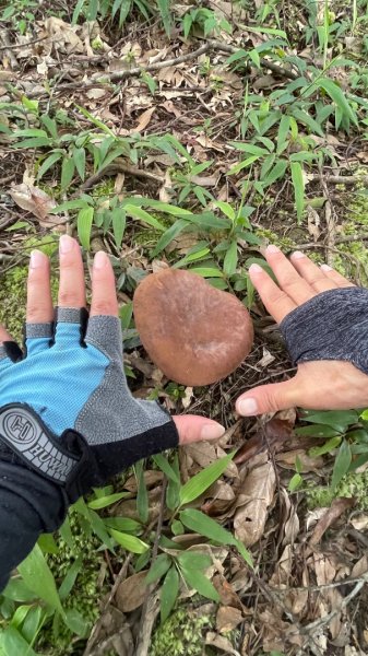 微笑山⛰️線-大棟-二格山-五分山-天上山-鳶山💎12條步道完成💙2853956