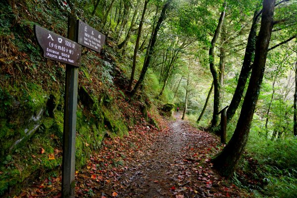 檜山巨木森林步道481520