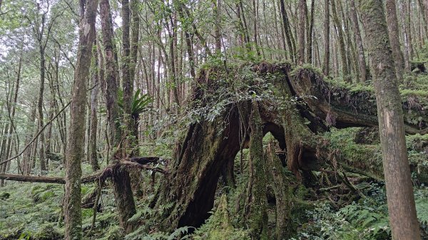 棲松縱走未竟2918318