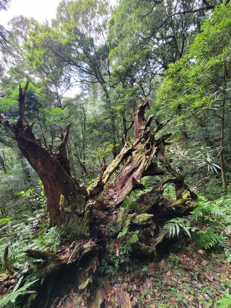 福巴越嶺國家步道2364485