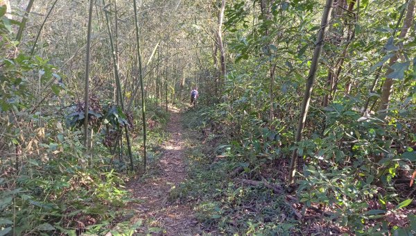 (姨婆趴趴走)第四十六集:新竹關西赤柯山及南峰、東西獅頭山、馬福山環狀縱走2685815