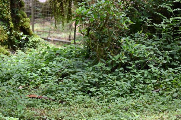 2025_0712 福山植物園2836330