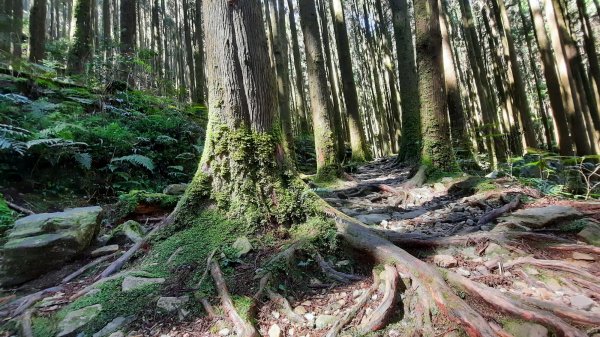 《台中》魔幻森林｜橫嶺山沙蓮山O型202104301367059