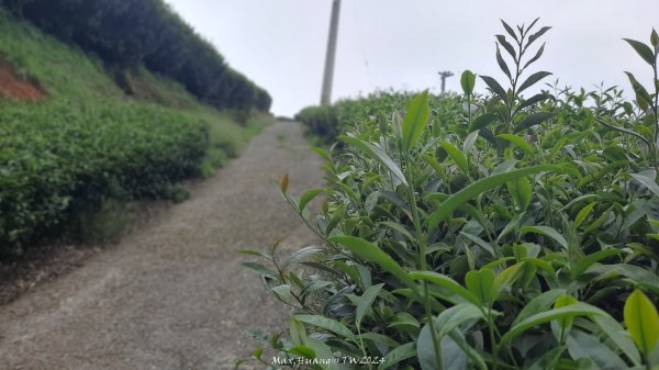 《嘉義》雲霧茶園｜雲嘉三加一連峰O繞202406082520284