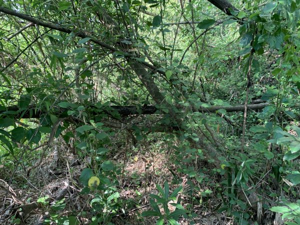 20250830高雄東崗山2877030