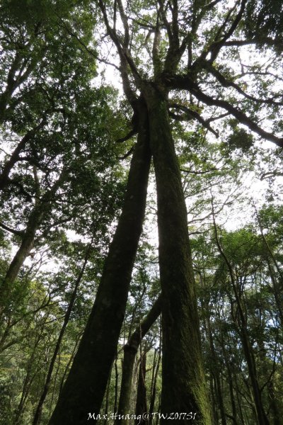 《台中》谷關七雄｜初登屋我尾山201703192890427