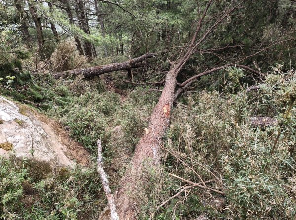 [玉山尋寶任務-08/12] 2025_0824 鹿林山步道_鹿林前山2870917