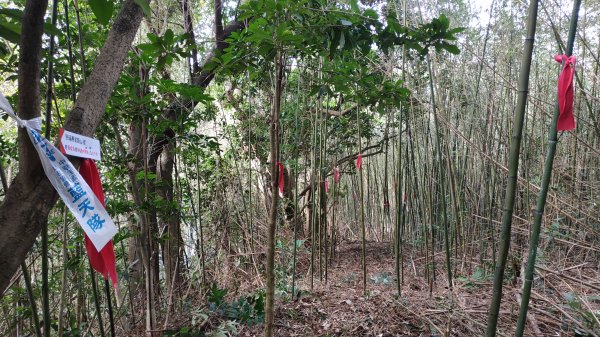 ✅興福寮新稜山徑/下稜竹林山徑至橫斷東線叉 (總計3段陡坡架繩.更新路條149.下稜修徑完成)2382455