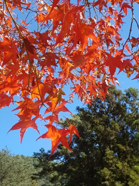 秋色的武陵463388