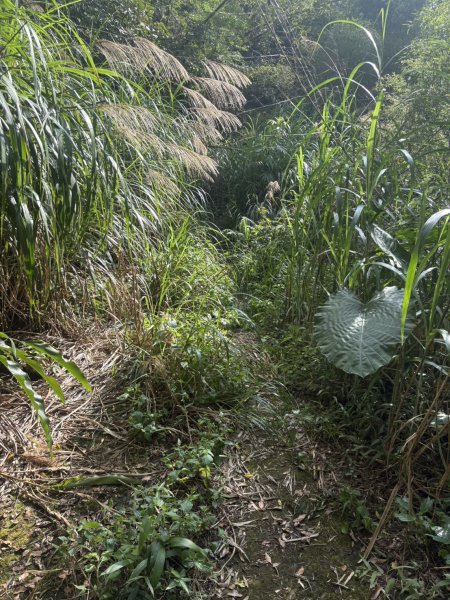 20251122大湖尖山步道(啟登直上第三涼亭)2944516