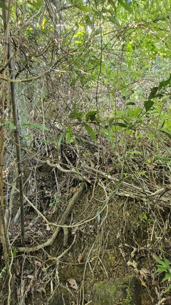 20250925柑子坑山動01-動04-市929-市582894938